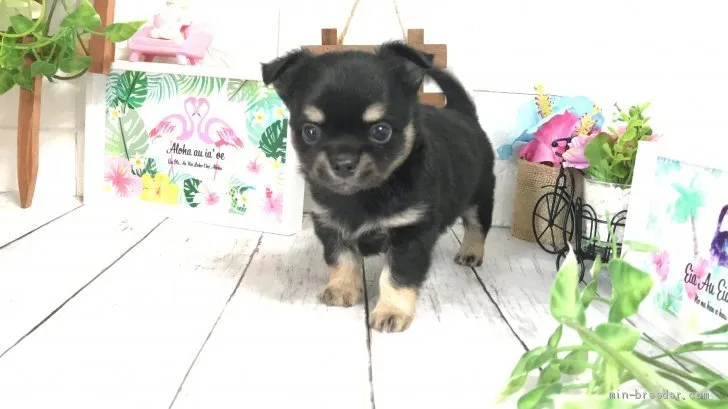 ID:2106-00809の子犬