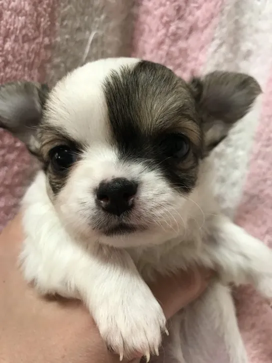 ID：1611-00864の子犬