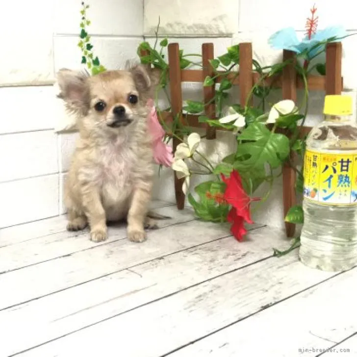 ID:2205-00686の子犬
