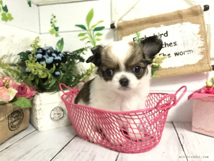 ID：2007-00476の子犬