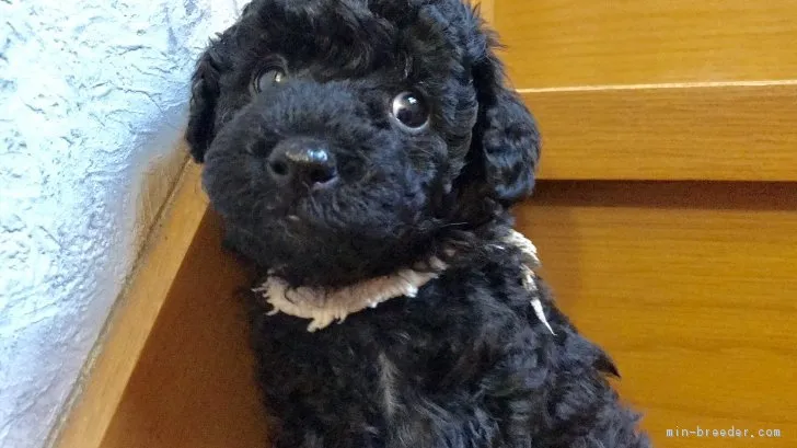 ID：1703-01675の子犬