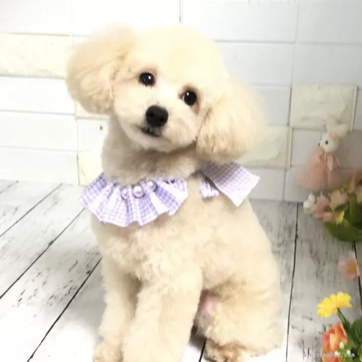 ID:2306-02032の子犬