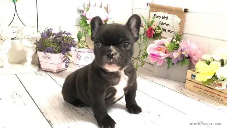 ID：2012-02179の子犬