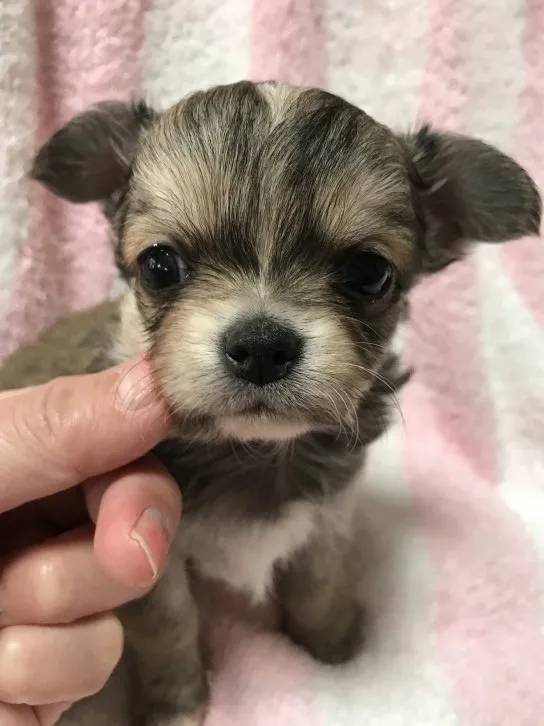 ID:1611-00861の子犬