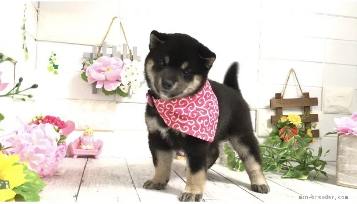 ID：2106-00166の子犬