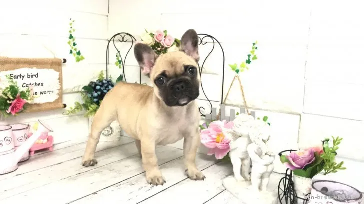 ID：2101-03282の子犬