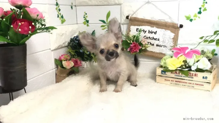 ID：2006-02649の子犬