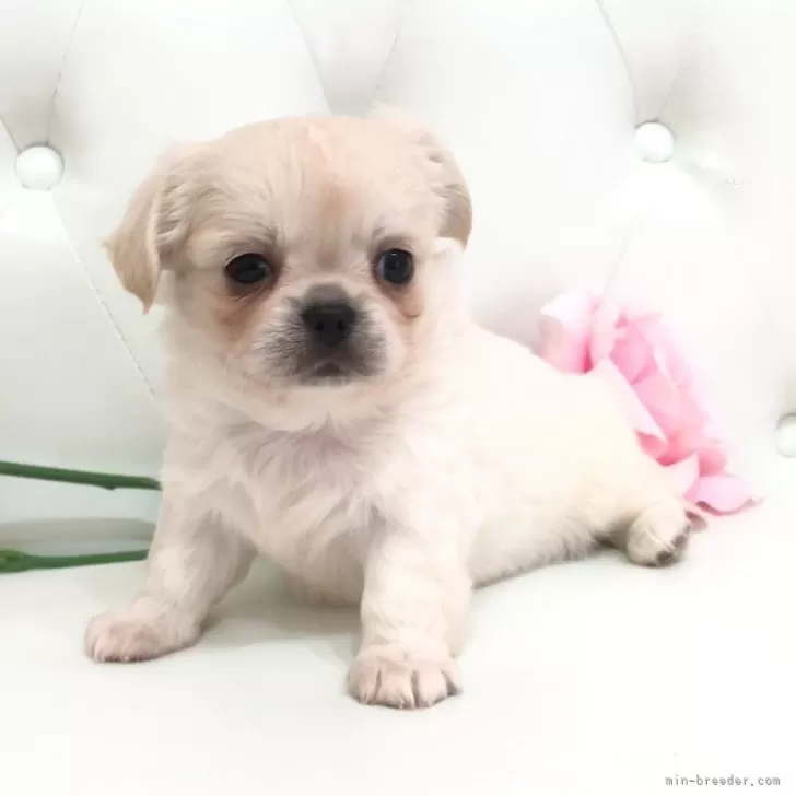 ID：2408-00584の子犬