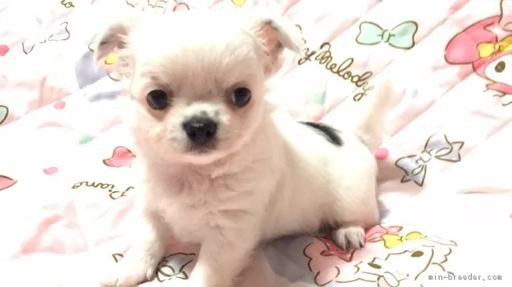 ID:1808-02183の子犬