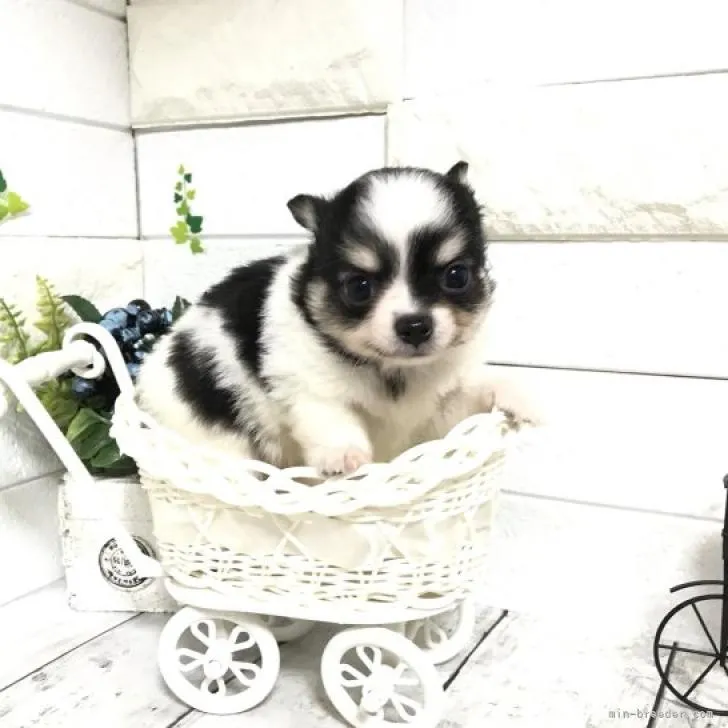 ID:2206-03121の子犬