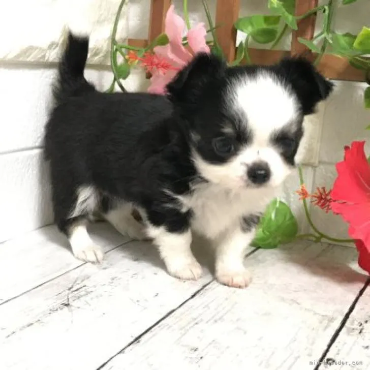 ID：2207-01257の子犬