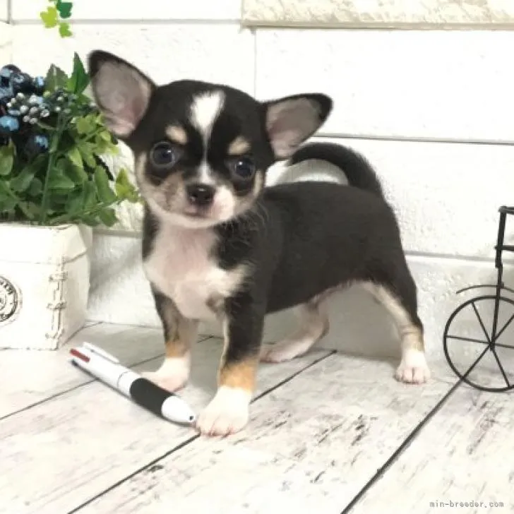 ID:2206-03117の子犬