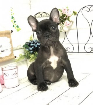 フレンチブルドッグ【埼玉県・女の子・2020年12月1日・ブリンドル】の写真「父外産チャンピオン直子の優良血統♡」