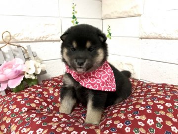 柴犬(豆柴)【埼玉県・男の子・2021年3月13日・黒】の写真「両親共に三代豆柴認定犬❣️豆柴(KC)で血統書発行」