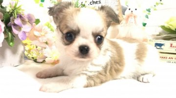 チワワ(ロング)【埼玉県・男の子・2020年2月16日・パーティー】の写真「父親CH・遺伝子PRAクリア可愛い男の子4/1迄」