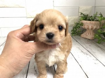 ちわプー(チワワ×タイニープードル)【埼玉県・男の子・2022年2月11日・クリーム&ホワイト】の写真「めちゃくちゃ可愛いちわプーくん♡」