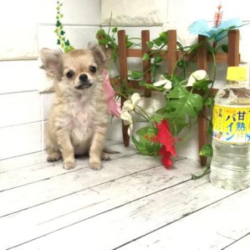 チワワ(ロング)【埼玉県・女の子・2022年3月25日・セーブル】の写真「ムチムチボディのめちゃくちゃ可愛い女の子ちゃん♡」
