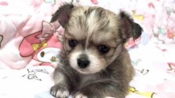 チワワ(ロング)【埼玉県・男の子・2018年8月7日・レッド&ホワイト】の写真「ムチムチボディの可愛い男の子くん」