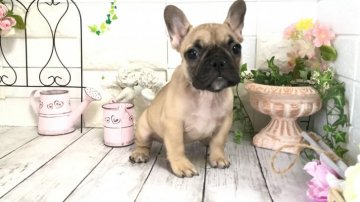 フレンチブルドッグ【埼玉県・女の子・2020年11月14日・フォーン】の写真「ハイクオリティ優良血統歴代チャンピオン♡」