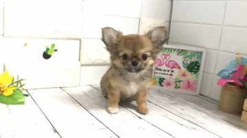 チワワ(ロング)【埼玉県・女の子・2021年5月14日・レッド】の写真「ずんぐりムックリ足もマズルも短い可愛いチワワちゃん」