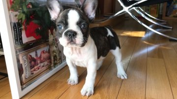 フレンチブルドッグ【埼玉県・女の子・2020年7月21日・パイド】の写真「ハイクオリティ両親ともに優良血統歴代チャンピオン♡」