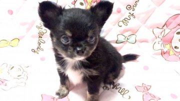 チワワ(ロング)【埼玉県・男の子・2018年8月10日・ブラックタン&ホワイト】の写真「両親共に小さな子・10/3迄の掲載・販売です！」