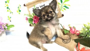 チワワ(ロング)【埼玉県・男の子・2019年11月9日・フォーン】の写真「小粒なサイズの可愛い子★1/2迄で販売終了！」