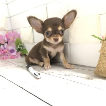 チワワ(ロング)【埼玉県・男の子・2023年6月10日・チョコタン】の写真「かなり小さな可愛い極小チワワくん♡」