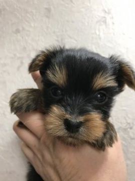 ヨークシャーテリア【埼玉県・女の子・2016年9月22日・スチールブルータン】の写真「両親ともに小さい美人さん」