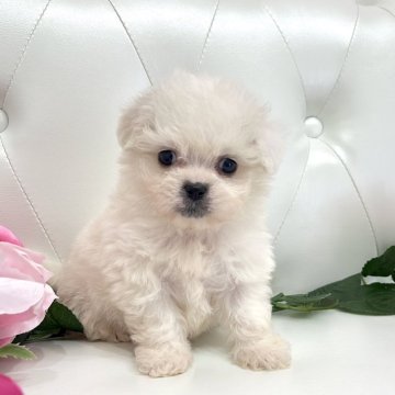 ミックス(ペキニーズ×ビションフリーゼ)【埼玉県・女の子・2024年4月3日・ホワイトクリーム】の写真「お鼻短くお目目ぱっちり可愛いビショペキ♡」