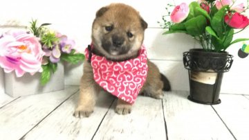 柴犬(豆柴)【埼玉県・女の子・2021年5月7日・赤】の写真「両親共に三代豆柴認定犬&遺伝子検査クリア◎」