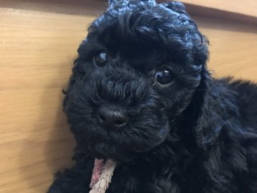 ミディアムプードル【埼玉県・女の子・2017年3月4日・ブラック】の写真「大きくなりそうな女の子ちゃん♡」