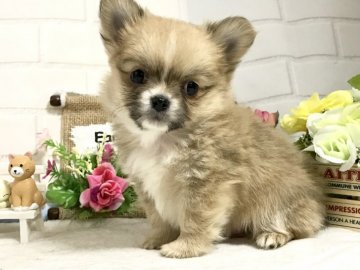 チワワ(ロング)【埼玉県・男の子・2018年12月25日・レッド&ホワイト】の写真「両親共に小さな可愛い子♡2/12迄の掲載です」