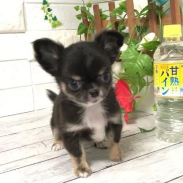 チワワ(ロング)【埼玉県・男の子・2022年5月13日・ブラックタン&ホワイト】の写真「性格も大人しく可愛いチワワくん★」