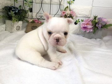 フレンチブルドッグ【埼玉県・男の子・2020年8月19日・クリーム】の写真「パパは外産チャンピオン直子の良血統♡」