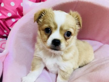 チワワ(ロング)【埼玉県・男の子・2018年6月14日・レッド&ホワイト】の写真「8/8迄の掲載・募集終了間近です！」