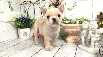 フレンチブルドッグ【埼玉県・男の子・2021年4月4日・クリーム】の写真「本日5/26のお昼で販売終了します‼︎」