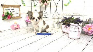 チワワ(ロング)【埼玉県・女の子・2020年11月14日・パーティ】の写真「極極小ティーカップチワワ♡ずっと小さな子」