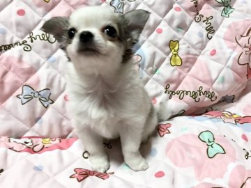 チワワ(ロング)【埼玉県・女の子・2018年8月7日・パーティ】の写真「人懐こくて可愛いチワワちゃん♡」