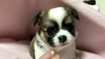 チワワ(ロング)【埼玉県・女の子・2020年5月19日・レッド&ホワイト】の写真「まだ幼いですが募集開始します。アップルヘッドちゃん」