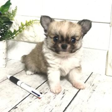 チワワ(ロング)【埼玉県・男の子・2022年7月9日・セーブルアンドホワイト】の写真「マズル・足短いめっちゃ可愛いチワワくん」