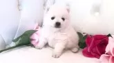 ポメ柴(ポメラニアン×柴犬)【埼玉県・女の子・2023年12月11日・白】の写真2
