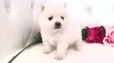 ポメ柴(ポメラニアン×柴犬)【埼玉県・女の子・2023年12月11日・白】の写真4