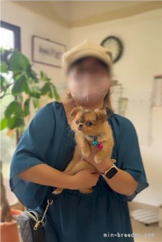桜井文吾ブリーダーのブログ：だいくん巣立ち(^^♪