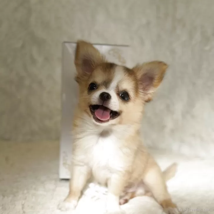 M.T 様のお迎えした子犬