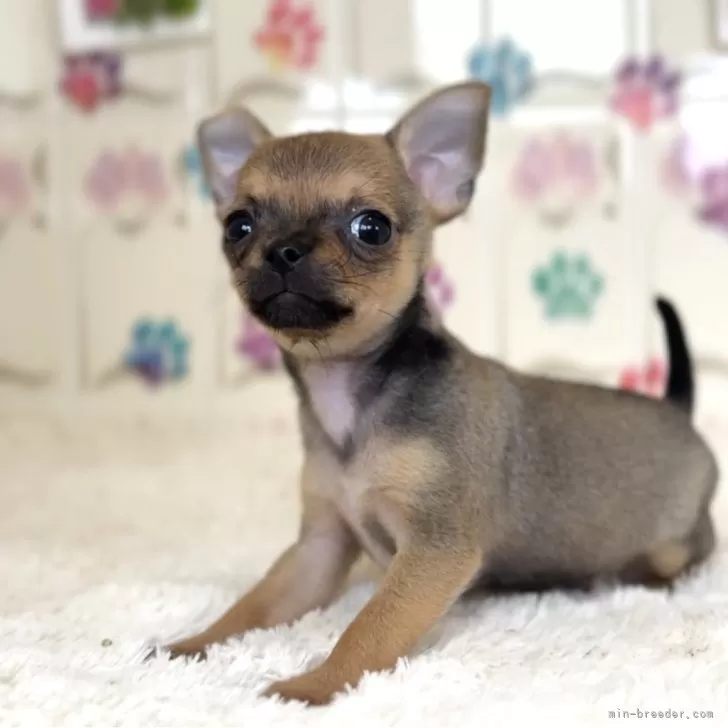 ID:2506-01276の子犬