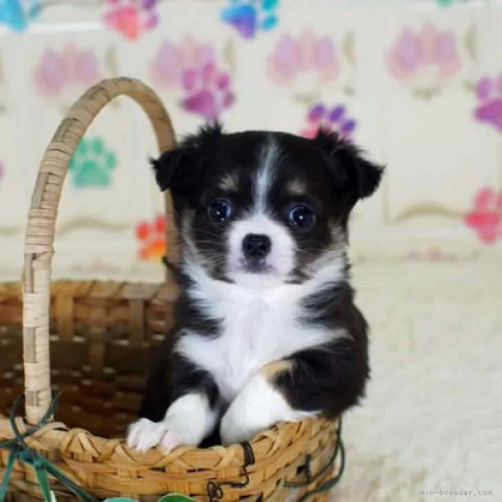 ID：2412-05058の子犬