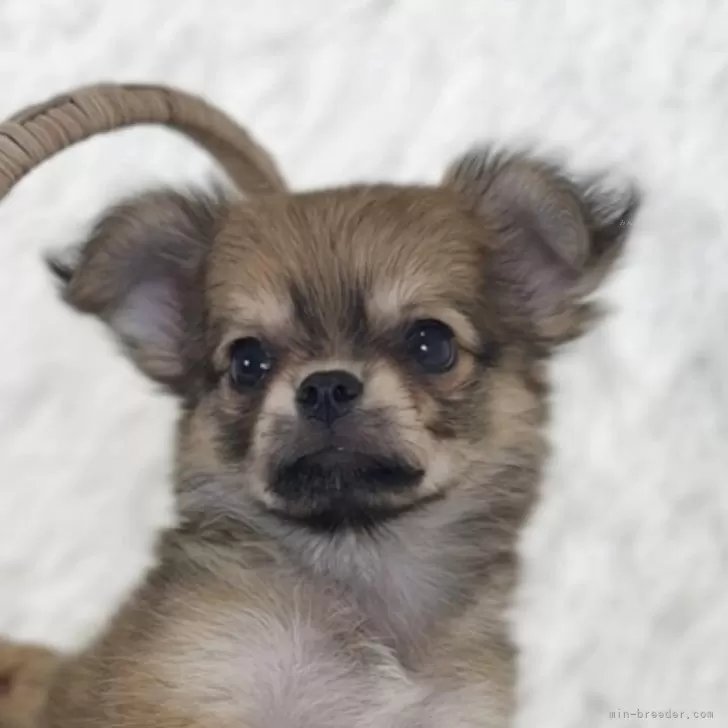 ID:2508-06208の子犬