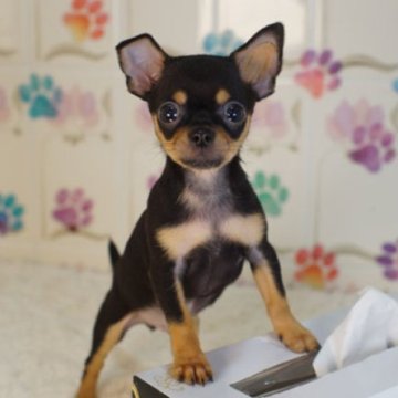 チワワ(スムース)【千葉県・男の子・2024年9月25日・ブラック&タン】の写真「可愛い男の子」