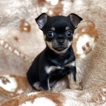 チワワ(スムース)【千葉県・男の子・2025年4月20日・ブラック&タン】の写真「波男くん」